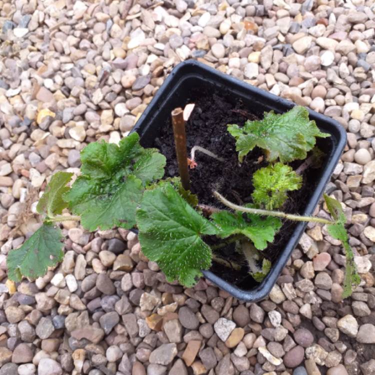 plant image 1234734
