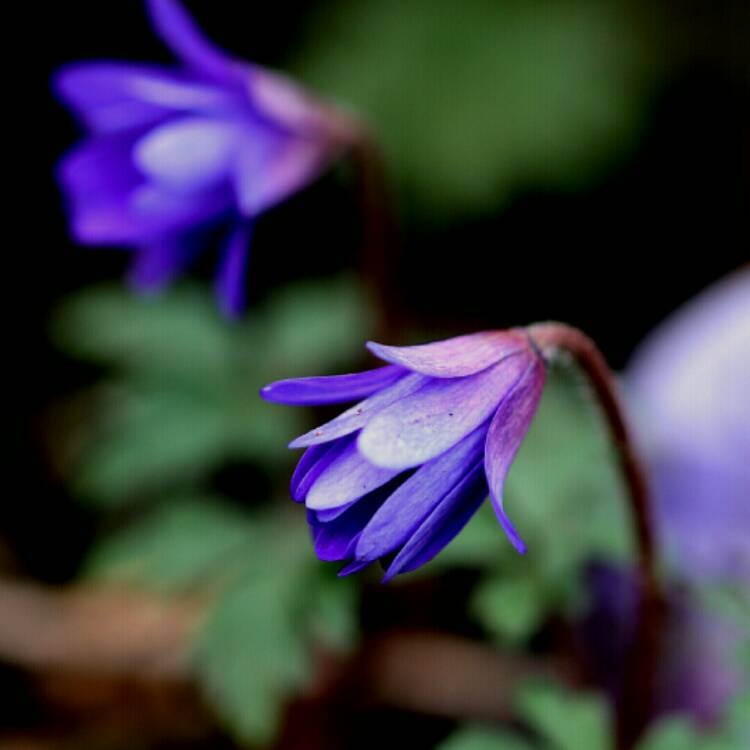 plant image 1236655