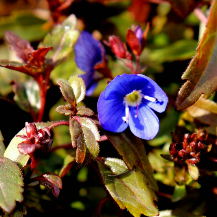 Plant image Veronica peduncularis 'Georgia Blue' syn. Veronica umbrosa 'Georgia Blue', Veronica peduncularis 'Oxford Blue'
