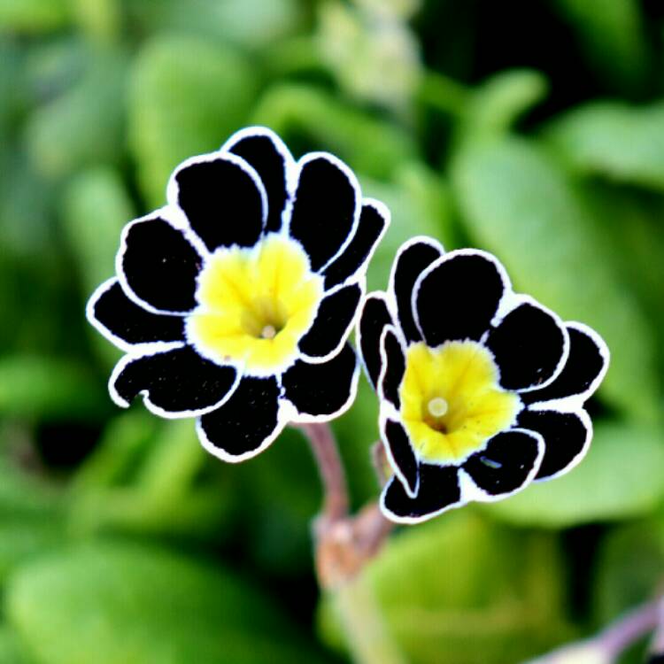 plant image 1240747 plant image 1240747