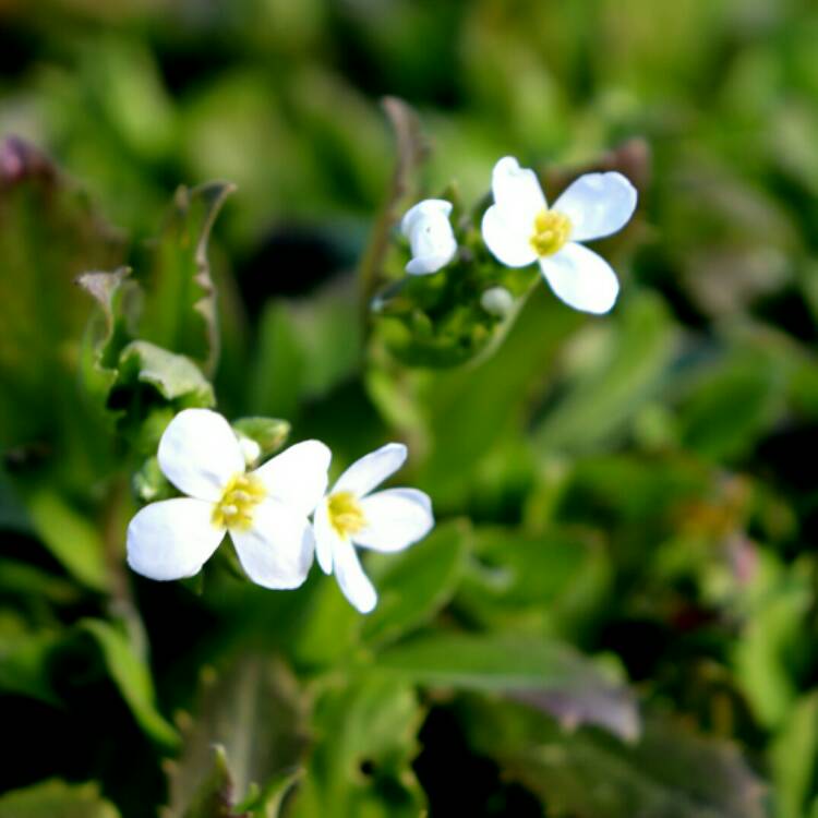 Plant image Aubrieta 'Regado White'