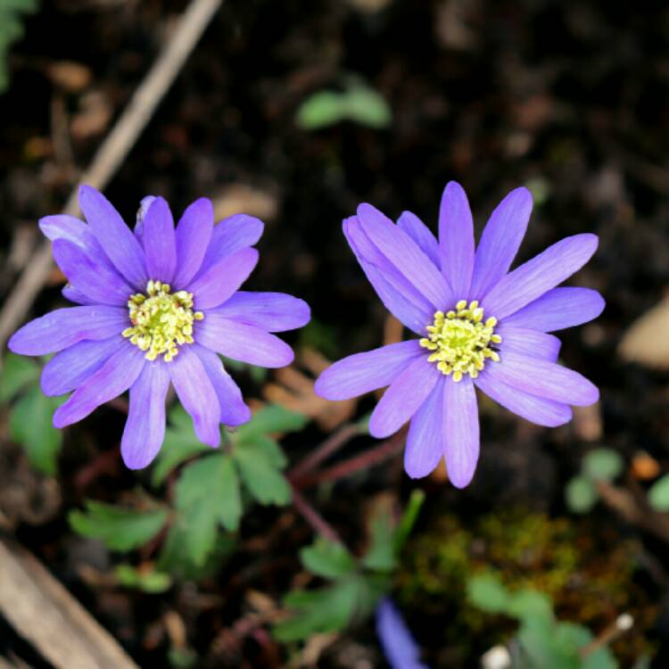 plant image 1243332