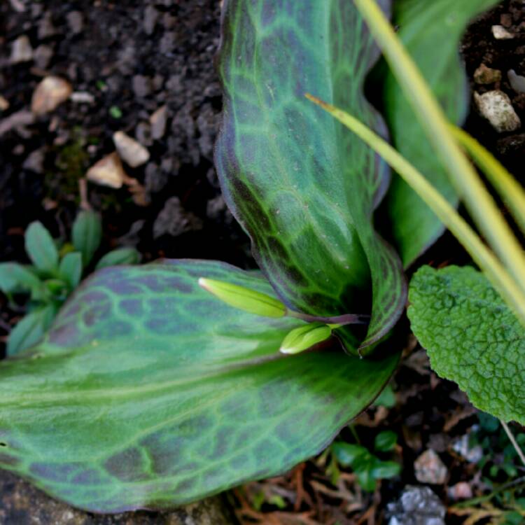 plant image 1245956