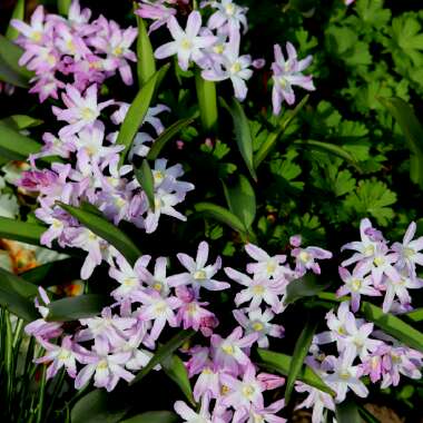 Chionodoxa forbesii 'Pink Giant' syn. Scilla forbesii 'Pink Giant'