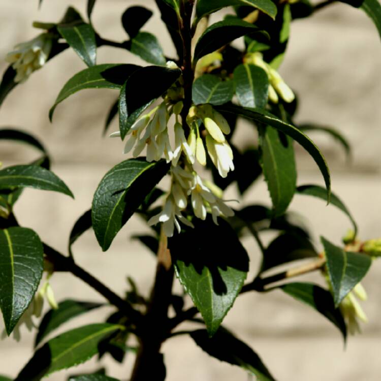 plant image 1251887
