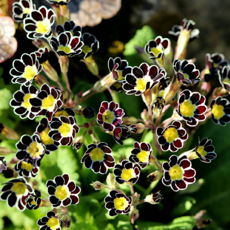 plant image 1253810 plant image 1253810
