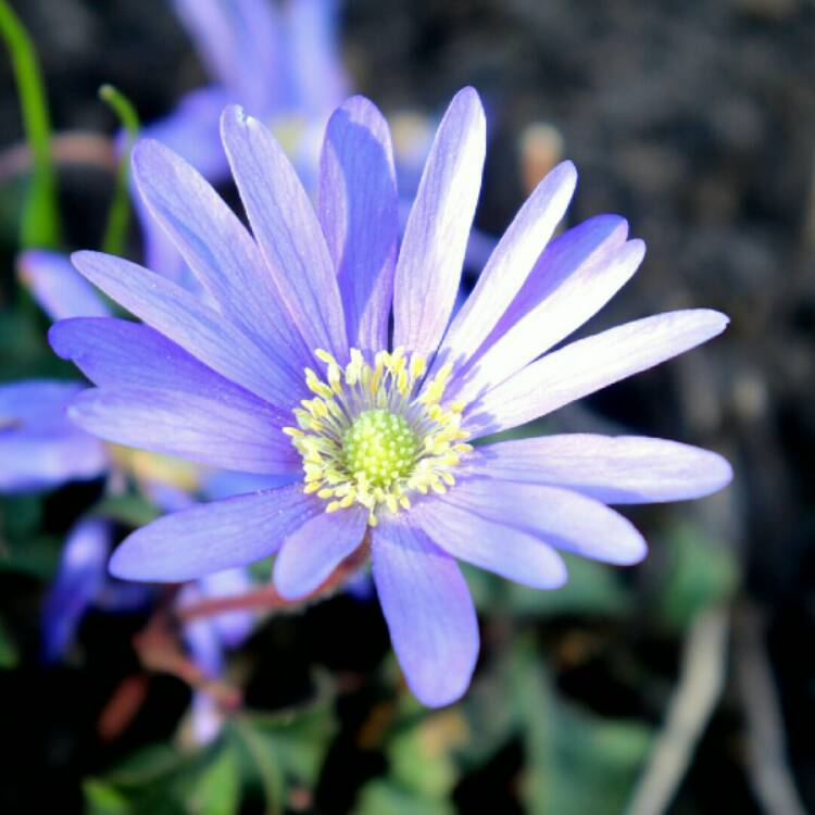 plant image 1253811