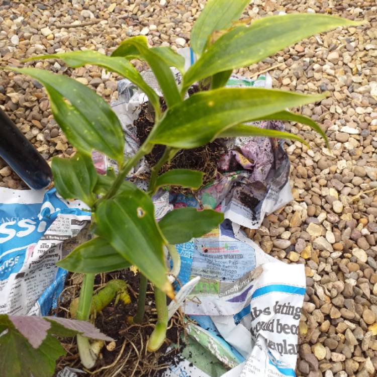 Plant image Disporopsis pernyi 'Sichuan Jade'