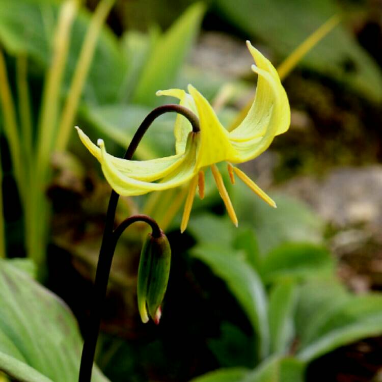 plant image 1260894