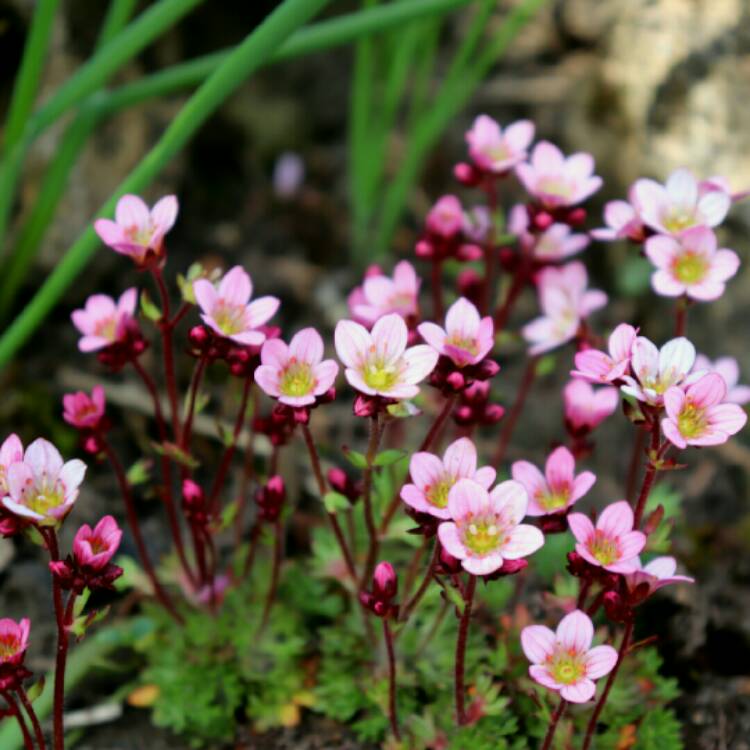 plant image 1267884