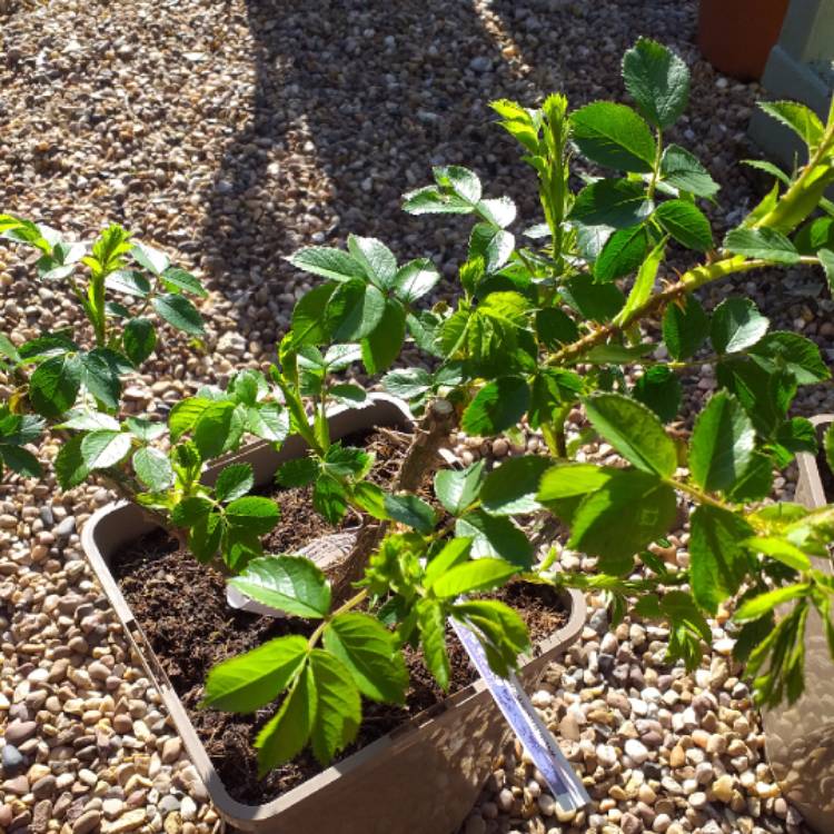 plant image 1274950