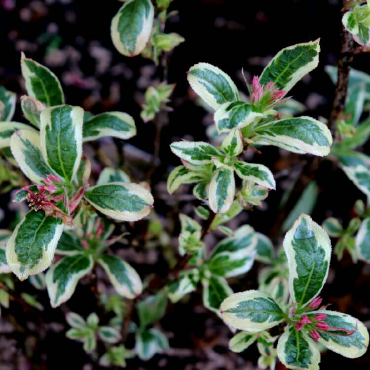 plant image 1279659