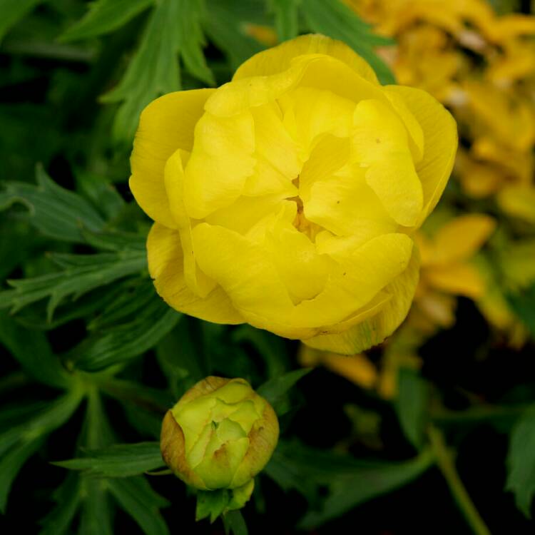 plant image 1280971 plant image 1280971