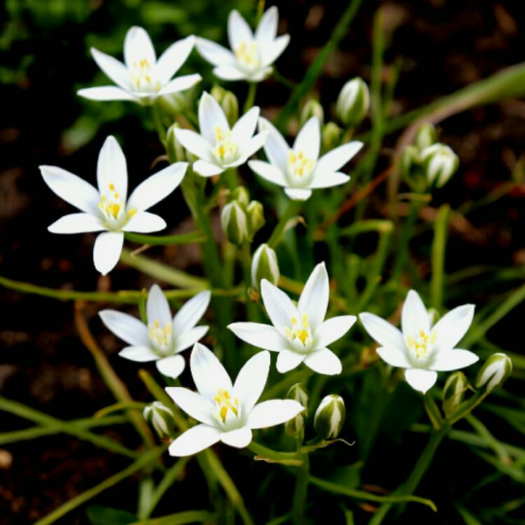 plant image 1284099