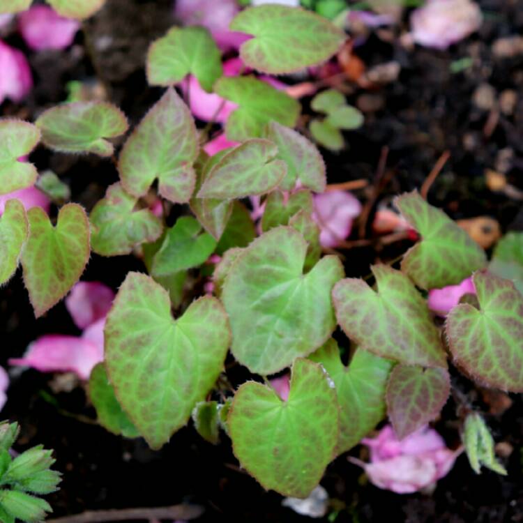 plant image 1284474