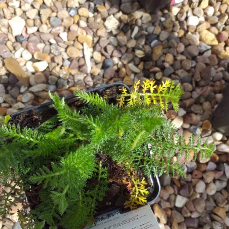 plant image 1285549
