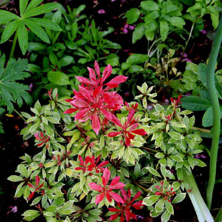 Plant image Pieris japonica 'Carnaval'
