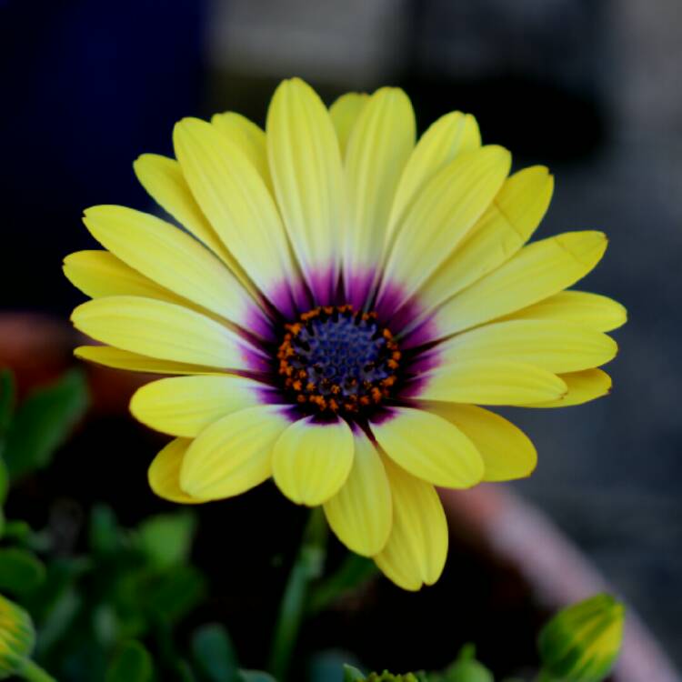 Plant image Osteospermum 'Serenity Blue Eyed Beauty'