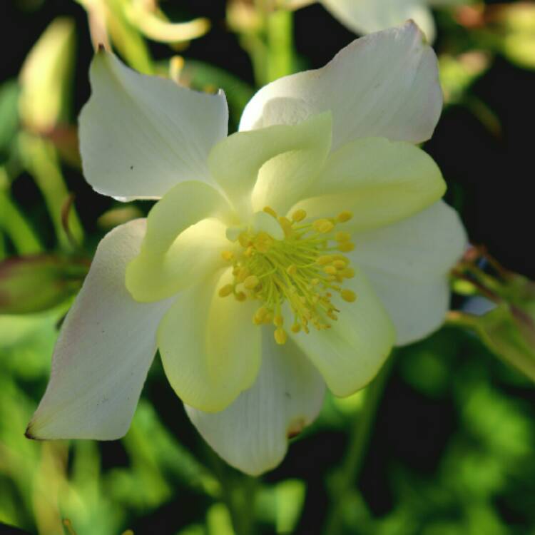 plant image 1302773 plant image 1302773