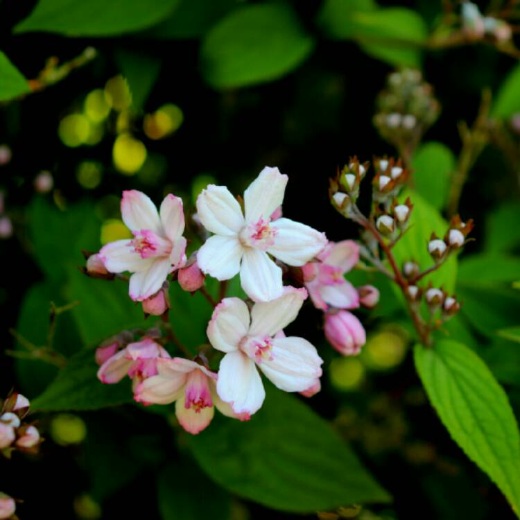 plant image 1305077 plant image 1305077