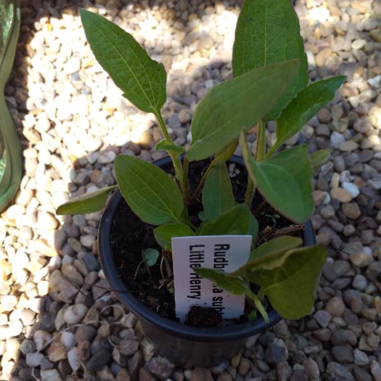 plant image 1305335