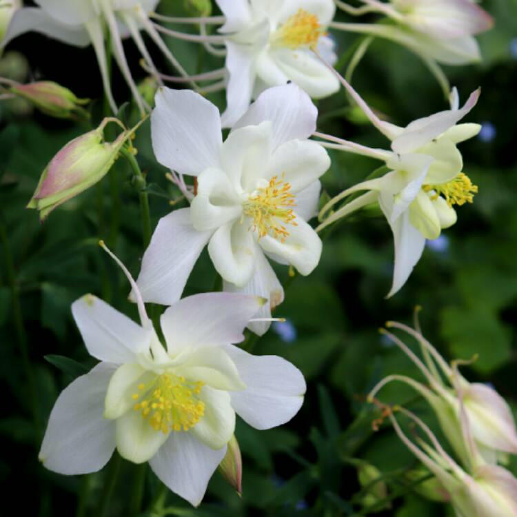 plant image 1306157 plant image 1306157