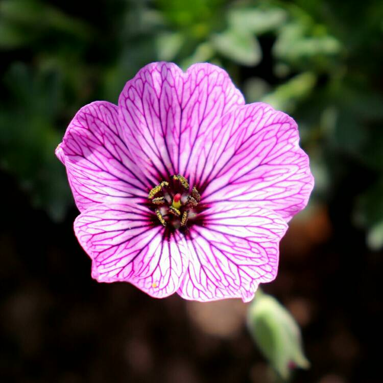 plant image 1307366 plant image 1307366