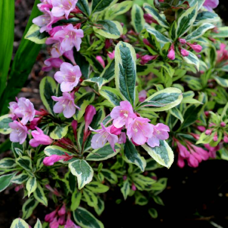 Plant image Weigela florida 'Kolmagira' syn. Weigela florida 'Magical Rainbow', Weigela florida 'Rainbow Sensation'