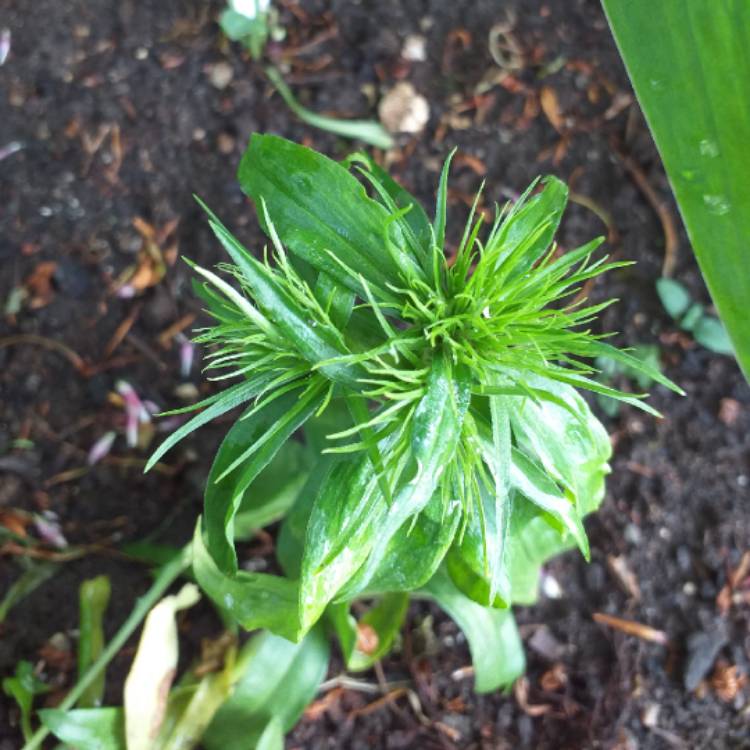 Plant image Dianthus barbatus