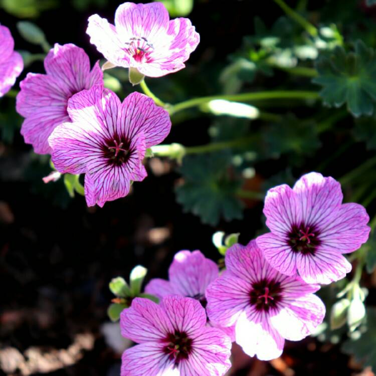 Plant image Geranium (Cinereum Group) 'Ballerina'