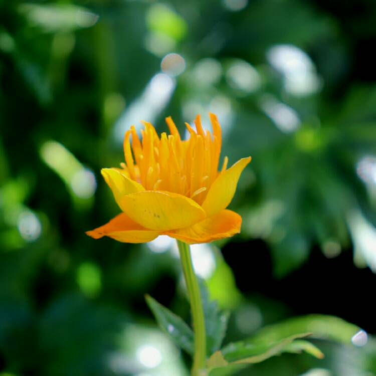 Plant image Trollius chinensis 'Golden Queen'