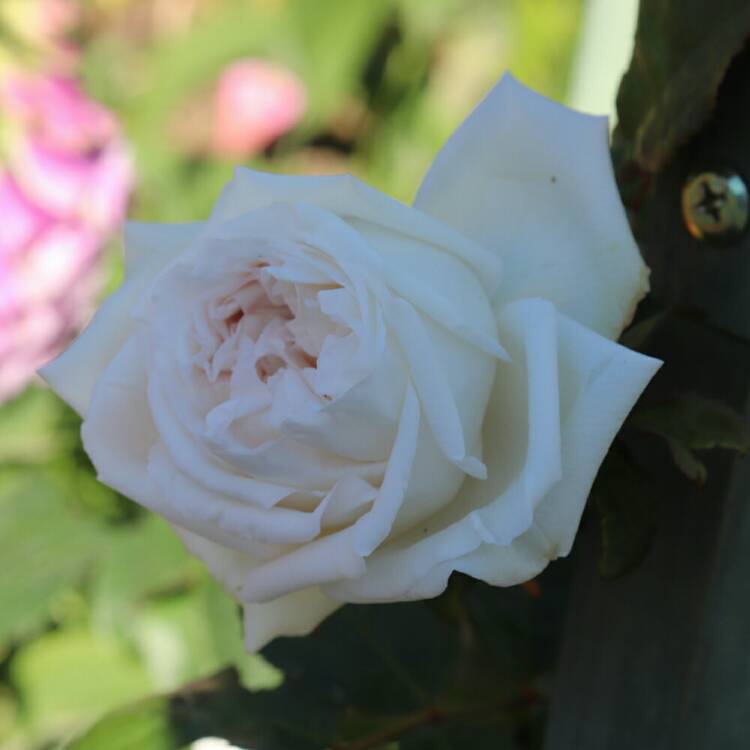 plant image 1314939 plant image 1314939