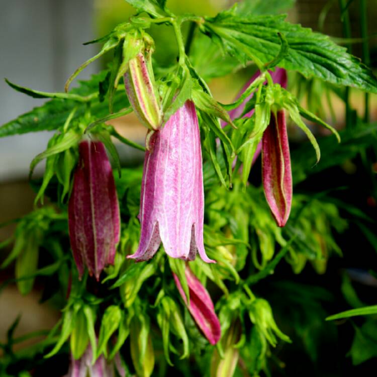 plant image 1321165