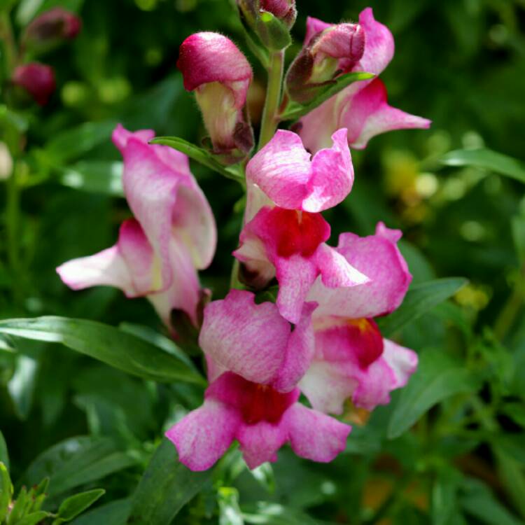 Plant image Antirrhinum majus 'Lucky Lips'
