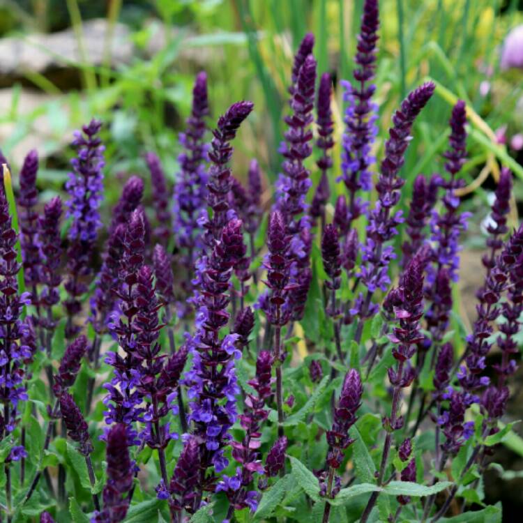 plant image 1325289 plant image 1325289