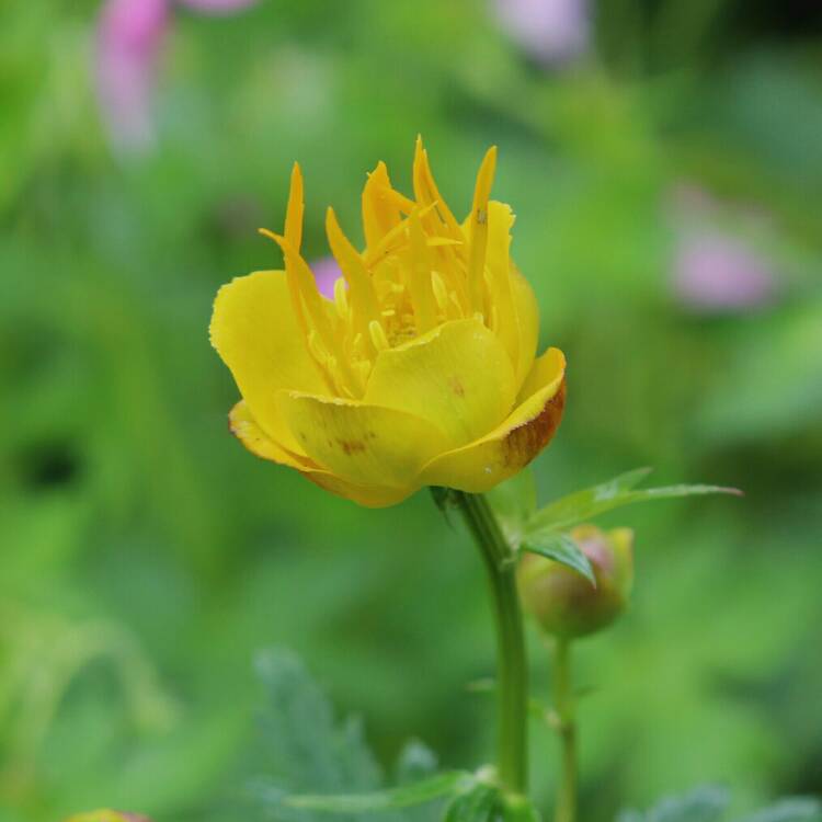 plant image 1327334 plant image 1327334