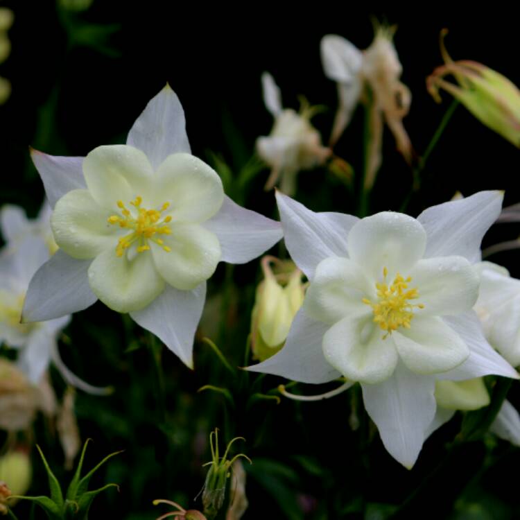 plant image 1327337 plant image 1327337
