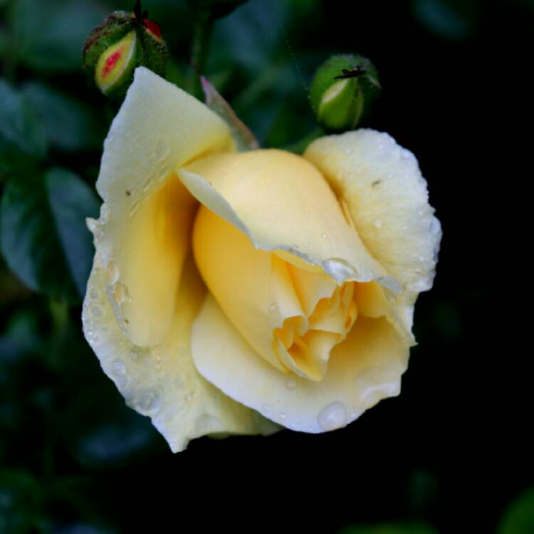 plant image 1328957