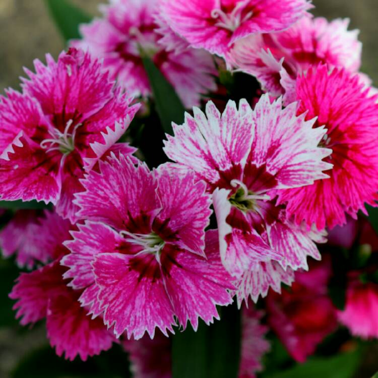 Plant image Dianthus barbatus 'White Flame'