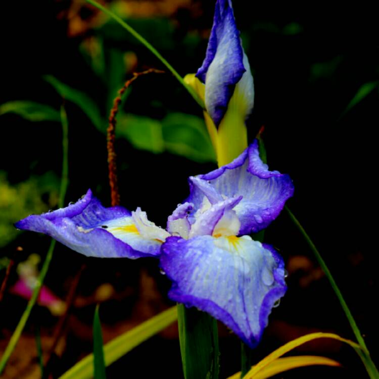 plant image 1329903