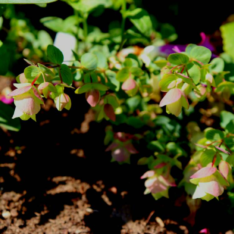 plant image 1330934 plant image 1330934
