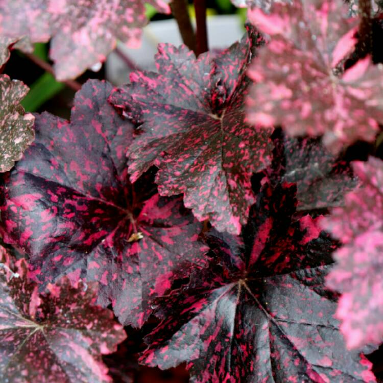 plant image 1333590