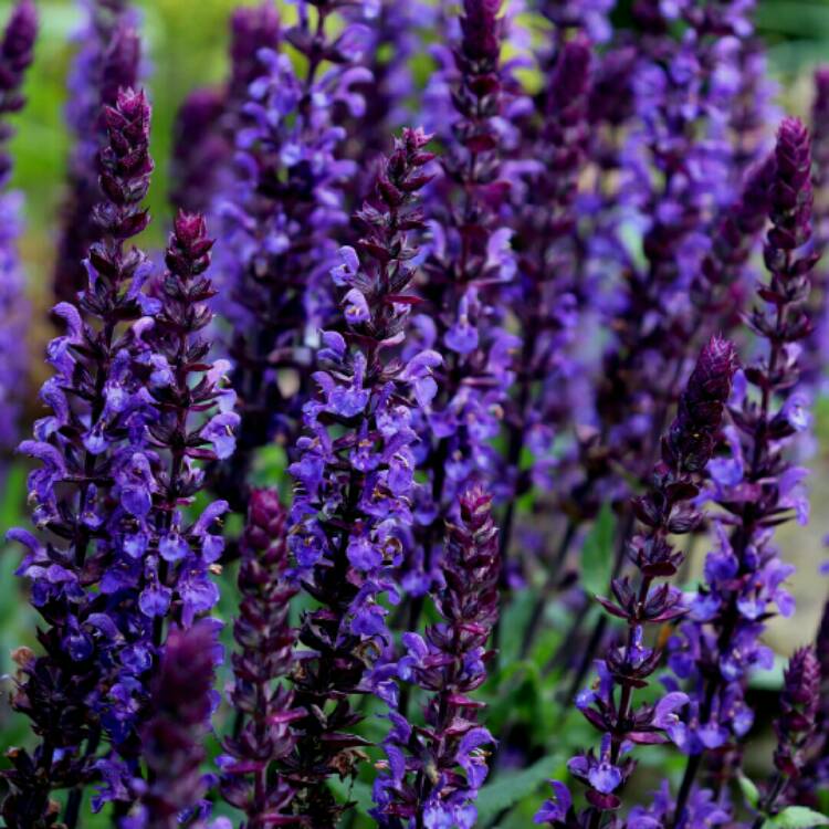 plant image 1334389 plant image 1334389