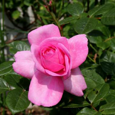 Rosa 'Mum In A Million' syn.  Rosa 'Mille'