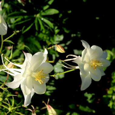 Aquilegia 'White Star'