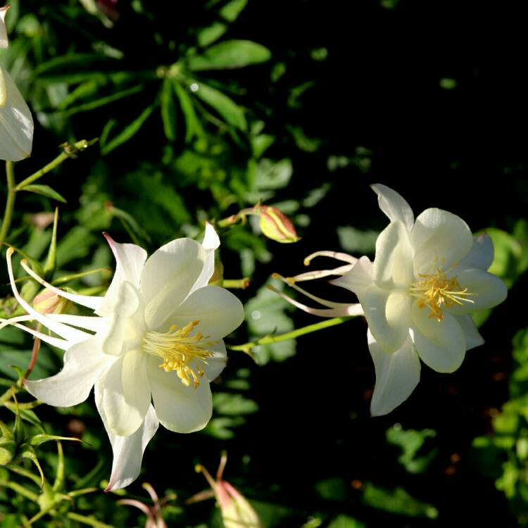 plant image 1337999 plant image 1337999