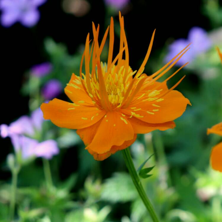 plant image 1338958 plant image 1338958