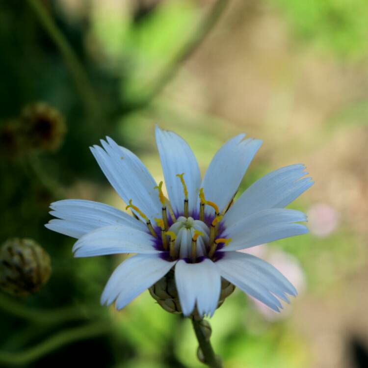 plant image 1340768 plant image 1340768