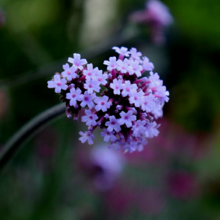 plant image 1340769 plant image 1340769