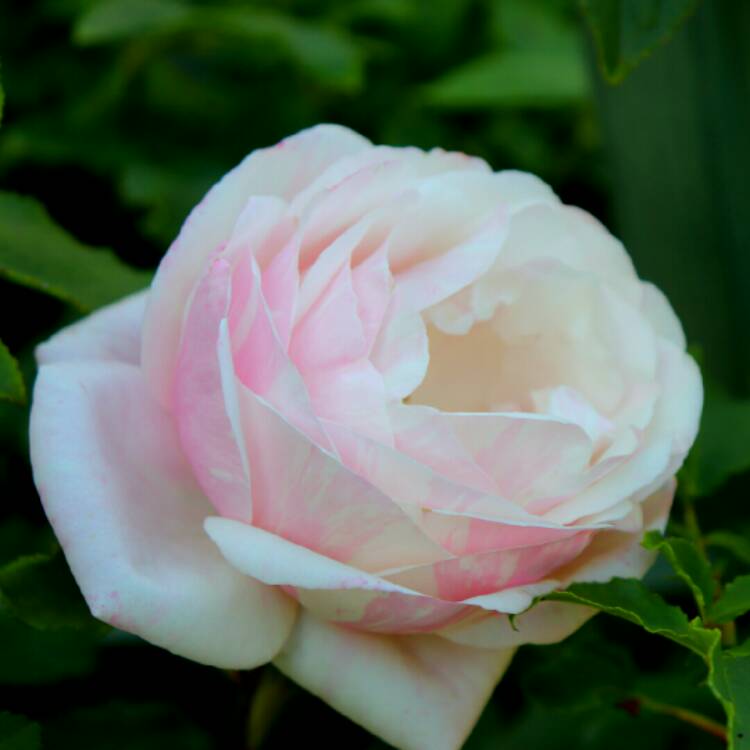 plant image 1344576